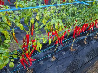 박찬형님의 고추 · 병해충상담 작성글 사진