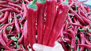 장수농장님의 자유주제 · 사진전 작성글 사진