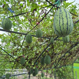 (복조리농장)김찬두님의 자유주제 · 자유게시판 작성글 사진