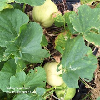 (복조리농장)김찬두님의 자유주제 · 자유게시판 작성글 사진