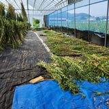 팜모닝 참깨·영농일지 게시글 이미지