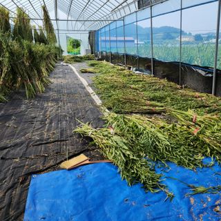 한상범님의 참깨 · 영농일지 작성글 사진