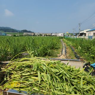 한상범님의 참깨 · 영농일지 작성글 사진
