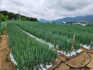 지상국님의 파 · 영농일지 작성글 사진