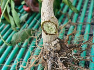 고구마5543님의 고추 · 병해충상담 작성글 사진