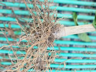 고구마5543님의 고추 · 병해충상담 작성글 사진