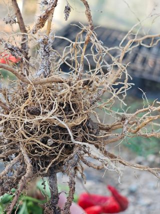 고구마5543님의 고추 · 병해충상담 작성글 사진