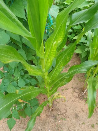 윤무섭님의 옥수수 · 병해충상담 작성글 사진