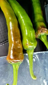 팜모닝 고추·병해충상담 게시글 이미지