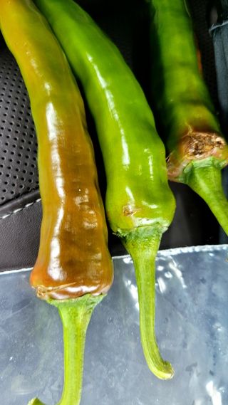 엄정순님의 고추 · 병해충상담 작성글 사진