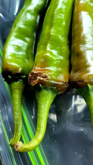 엄정순님의 고추 · 병해충상담 작성글 사진