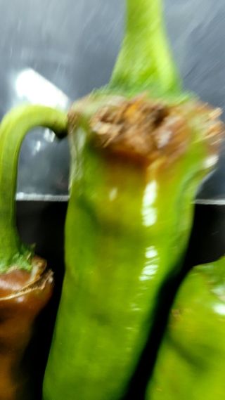 엄정순님의 고추 · 병해충상담 작성글 사진