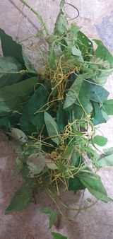 팜모닝 팜모닝·출석 게시글 이미지