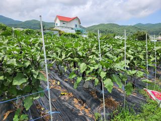 호수지기님의 농사, 무엇이든 물어보세요! · 참여글 작성글 사진