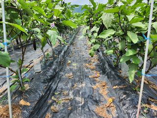 호수지기님의 농사, 무엇이든 물어보세요! · 참여글 작성글 사진