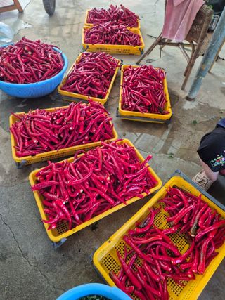 김기자(흰구름농원)님의 고추 · 영농일지 작성글 사진