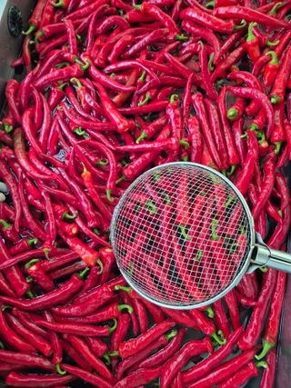 김기자(흰구름농원)님의 고추 · 영농일지 작성글 사진