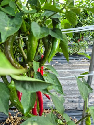 김기자(흰구름농원)님의 고추 · 영농일지 작성글 사진