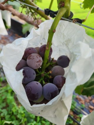 한상숙님의 포도 · 영농일지 작성글 사진