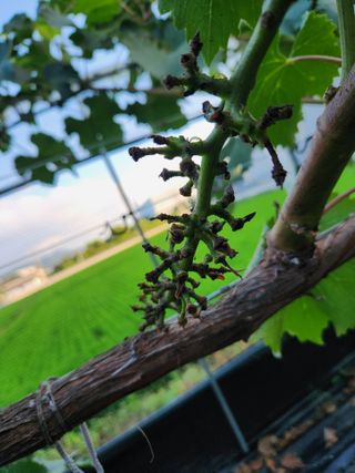 한상숙님의 포도 · 영농일지 작성글 사진