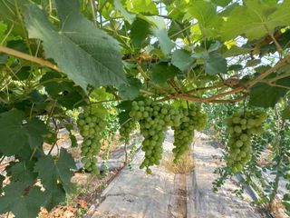 토마토6893님의 자유주제 · 자유게시판 작성글 사진