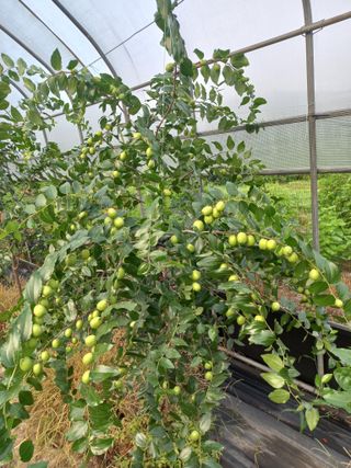 토마토6893님의 자유주제 · 자유게시판 작성글 사진