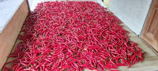 한마음농원님의 고추 · 영농일지 작성글 사진