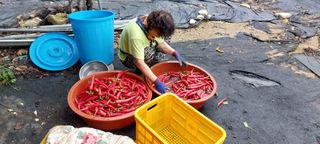 한마음농원님의 고추 · 영농일지 작성글 사진