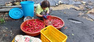 한마음농원님의 고추 · 영농일지 작성글 사진