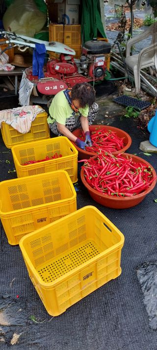 한마음농원님의 고추 · 영농일지 작성글 사진