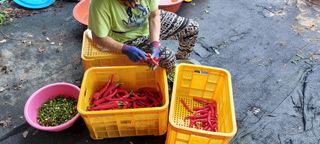 한마음농원님의 고추 · 영농일지 작성글 사진