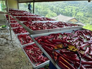 권춘화님의 ☀️8월 농작업 계획 · 참여글 작성글 사진