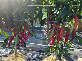 권춘화님의 ☀️8월 농작업 계획 · 참여글 작성글 사진