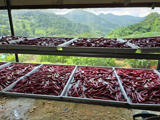 권춘화님의 ☀️8월 농작업 계획 · 참여글 작성글 사진