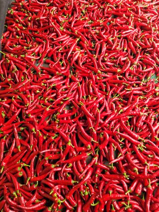 커피나무님의 ☀️8월 농작업 계획 · 참여글 작성글 사진