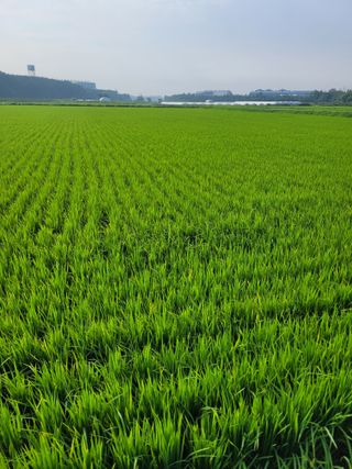 커피나무님의 ☀️8월 농작업 계획 · 참여글 작성글 사진