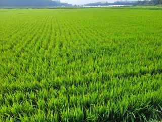 커피나무님의 ☀️8월 농작업 계획 · 참여글 작성글 사진