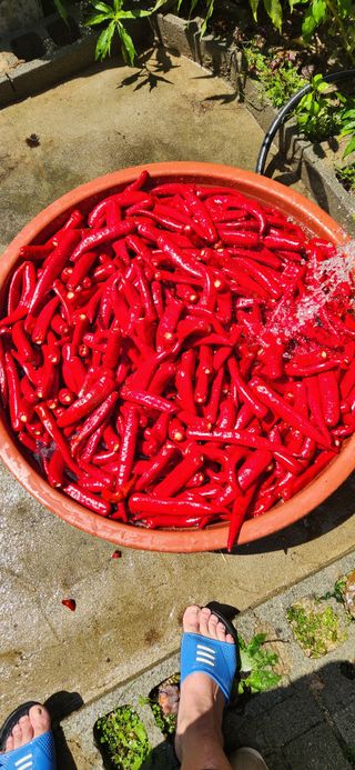 이인구님의 고추 · 영농일지 작성글 사진