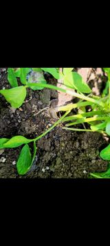 팜모닝 콩·병해충상담 게시글 이미지