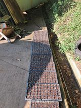 팜모닝 배추·영농일지 게시글 이미지