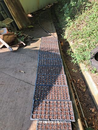 이태봉님의 배추 · 영농일지 작성글 사진