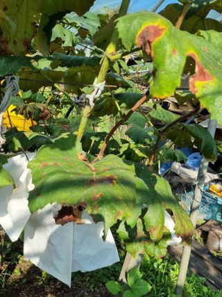 손오걸625님의 포도 · 병해충상담 작성글 사진