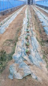 팜모닝 오이·영농일지 게시글 이미지