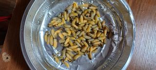 보령 게으른농부님의 자유주제 · 자유게시판 작성글 사진