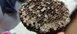 보령 게으른농부님의 자유주제 · 자유게시판 작성글 사진