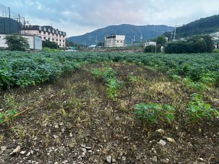 박현희님의 콩 · 영농일지 작성글 사진