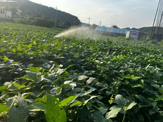 박현희님의 콩 · 영농일지 작성글 사진