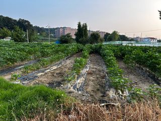 박현희님의 콩 · 영농일지 작성글 사진