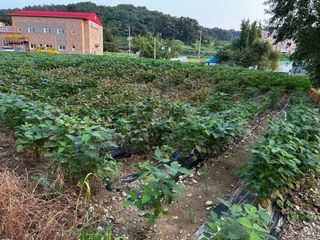 박현희님의 콩 · 영농일지 작성글 사진