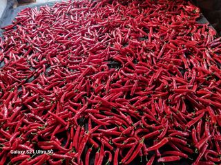 가야산자락한수덕님의 고추 · 영농일지 작성글 사진